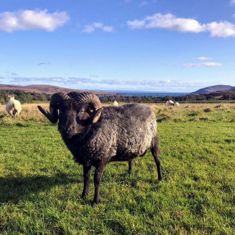 A ram with big curly horns in a field