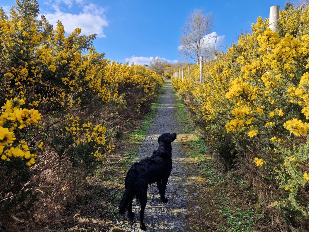 A dog stood on a track with whin bushes on either side
