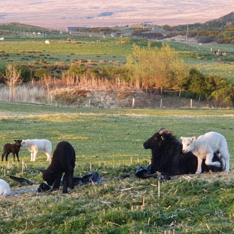 Sheep and lambs in a field
