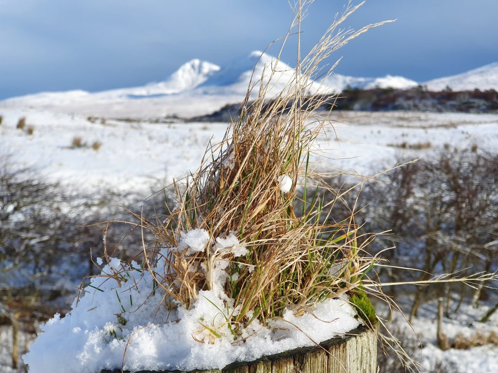 tuft of grass with snow