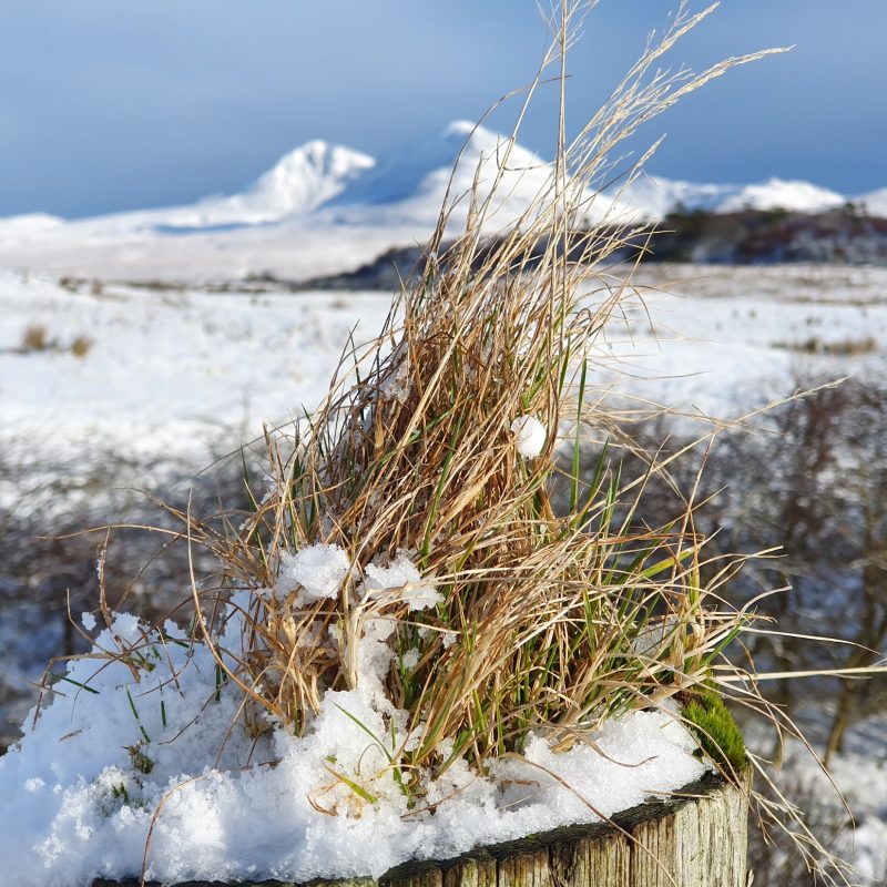 tuft of grass with snow