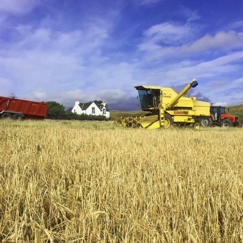 A field of barley with a combine harvester in it and a farmhouse in the distance