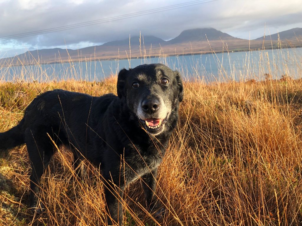 Dog in long grass. Sea and hills in background