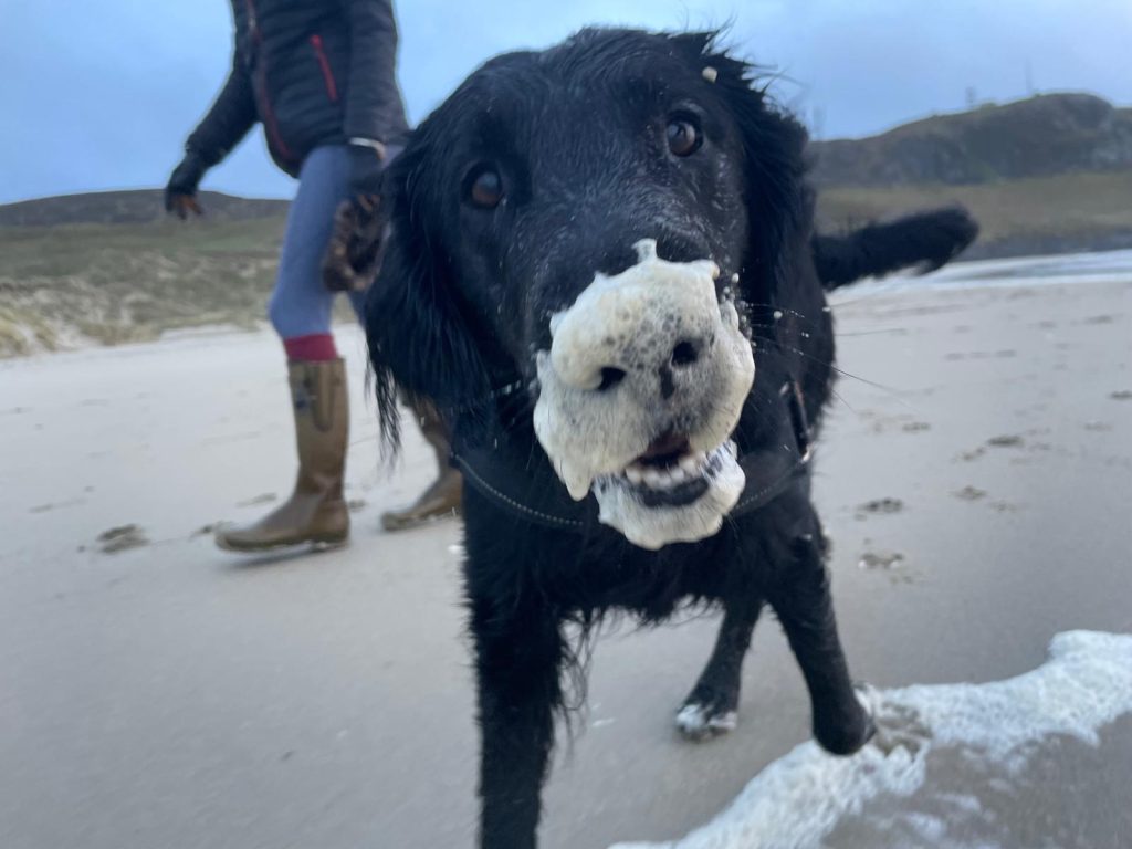 Dog smiling with sea foam all over it's nose