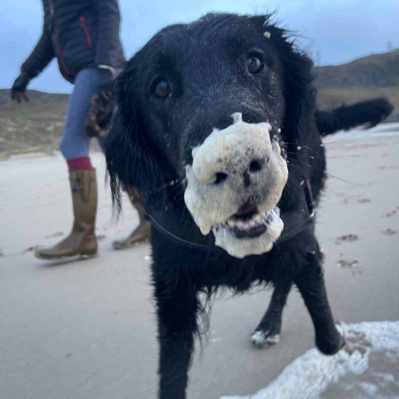 Dog smiling with sea foam all over it's nose