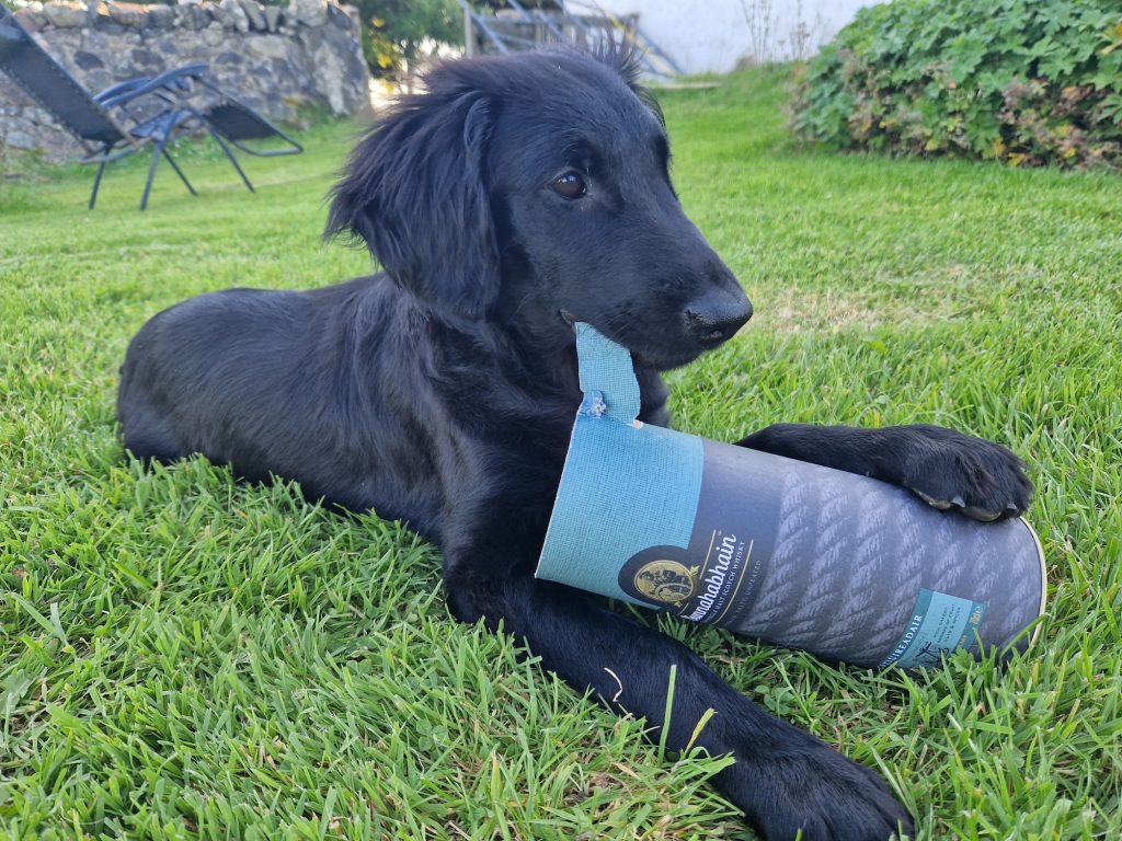 Puppy dog lying in grass chewing a cardboard Bunnahabhain box