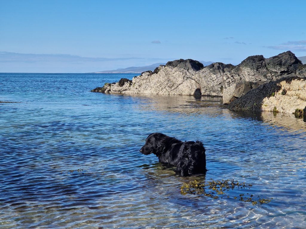 Dog in sea with rocks in background