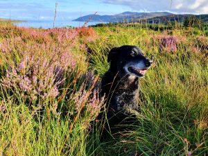 Dog sitting on hillside in heather