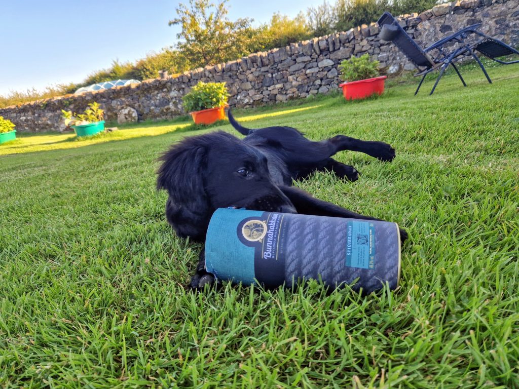 Dog chewing Bunnahabhain cardboard packaging