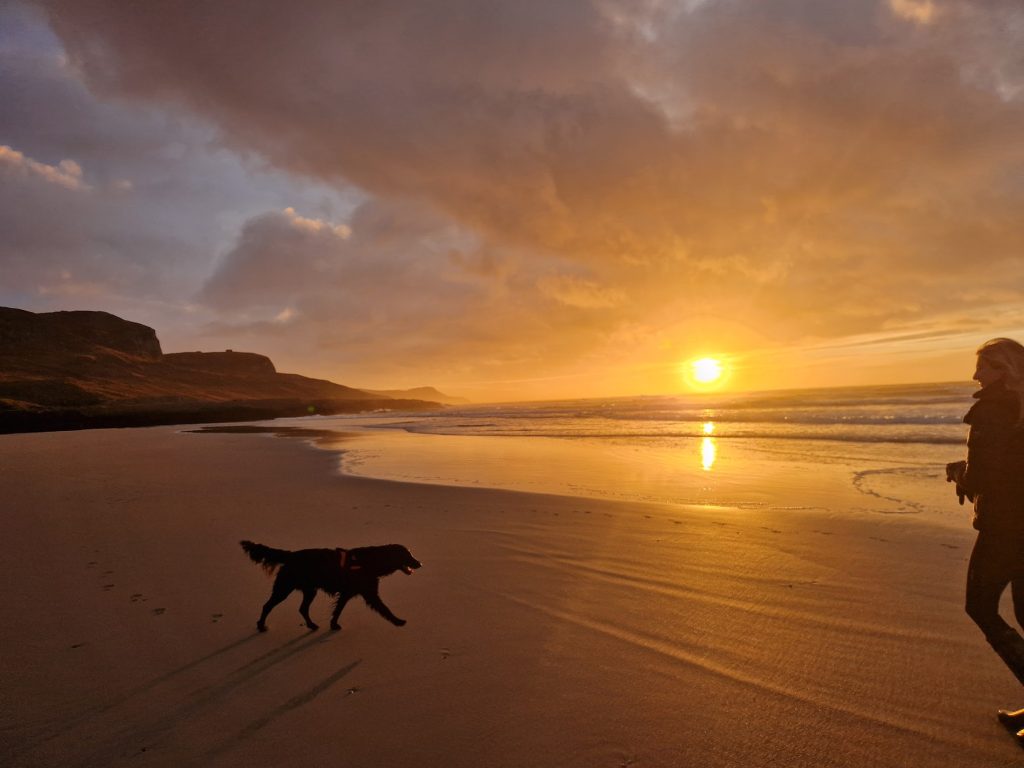 dog on beach at sunset