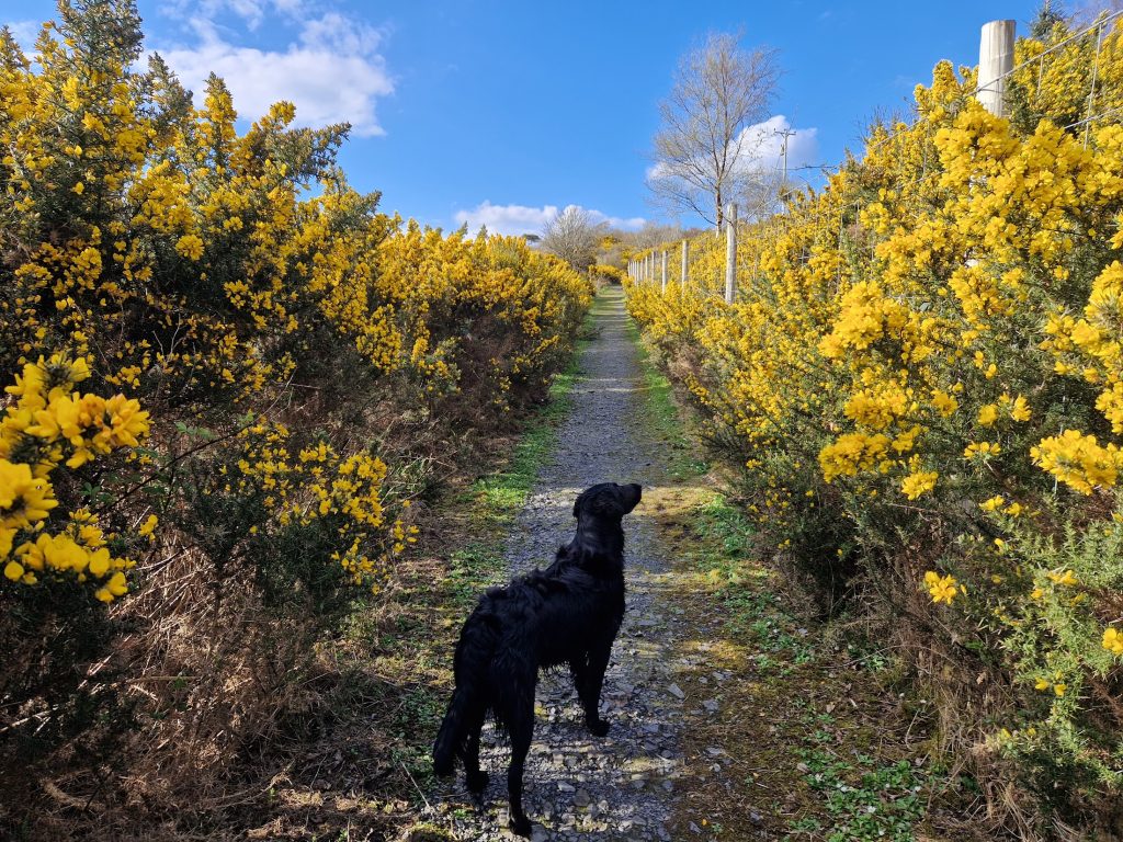 Dog stood on track with whin bushes on either side