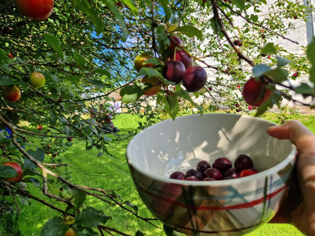 A bowl with plums beside a plum tree.