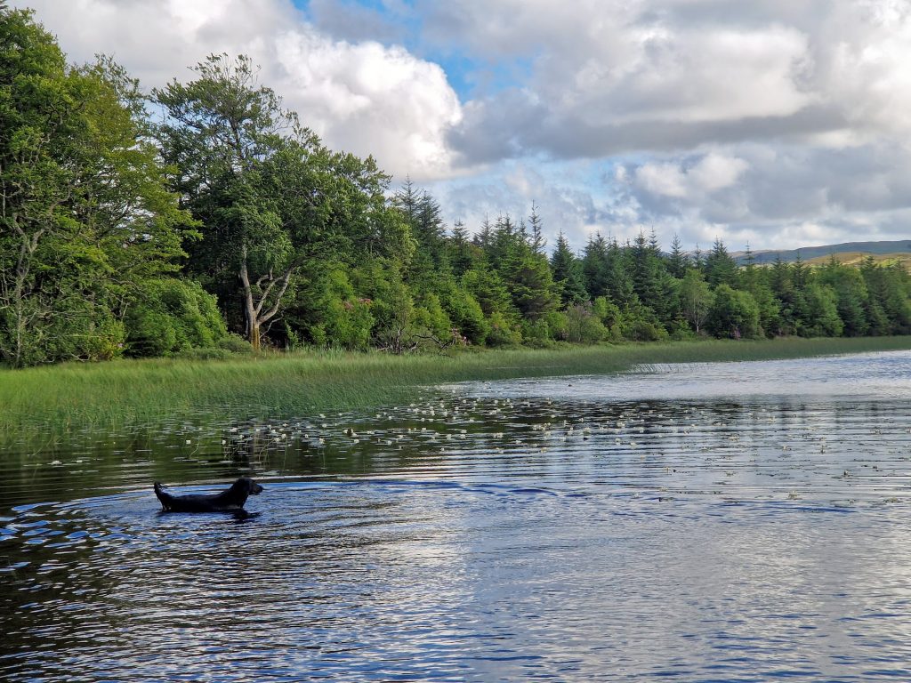 Dog in Loch water