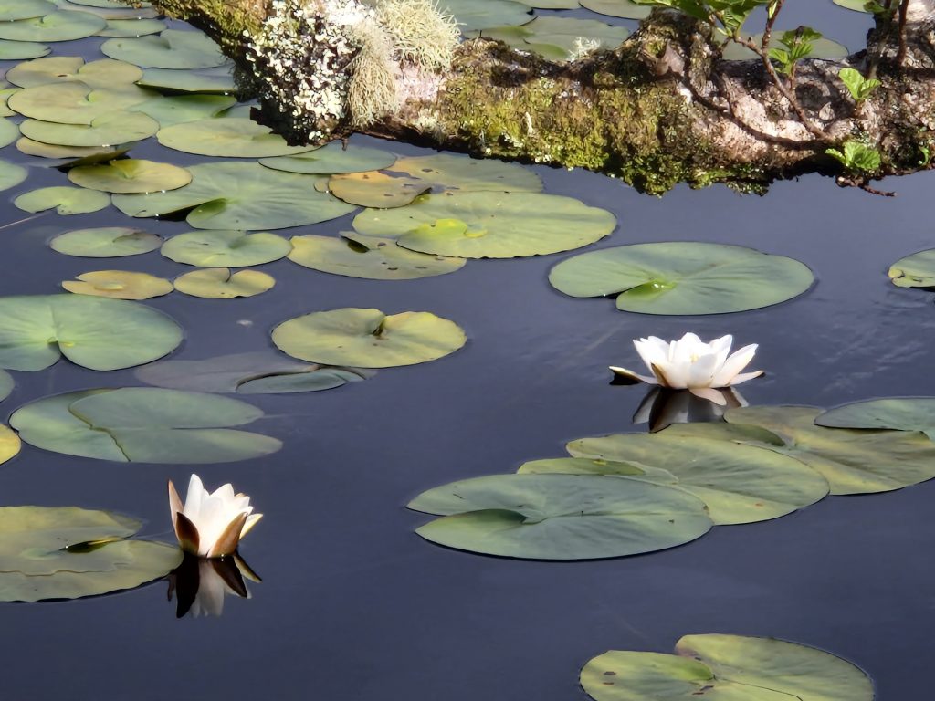 Lily pads floating on water with two open lily flowers