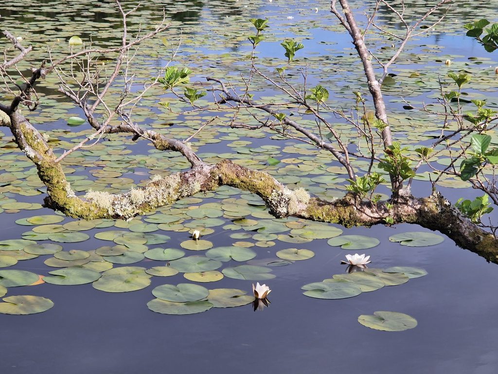 Lily pads floating on a loch with a tree branch in the froeground