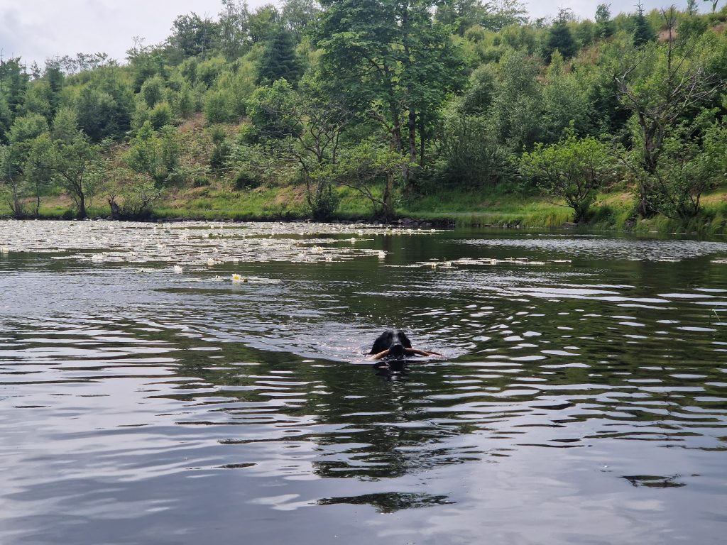 Dog swimming across a loch