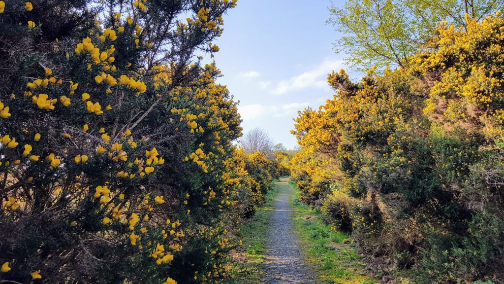 Flowering gorse bushes along a gravel track