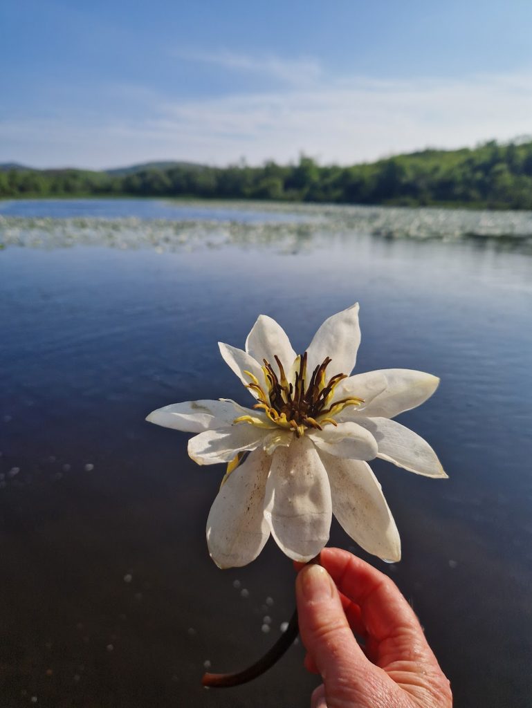 A hand holding a water lily with a loch in the background