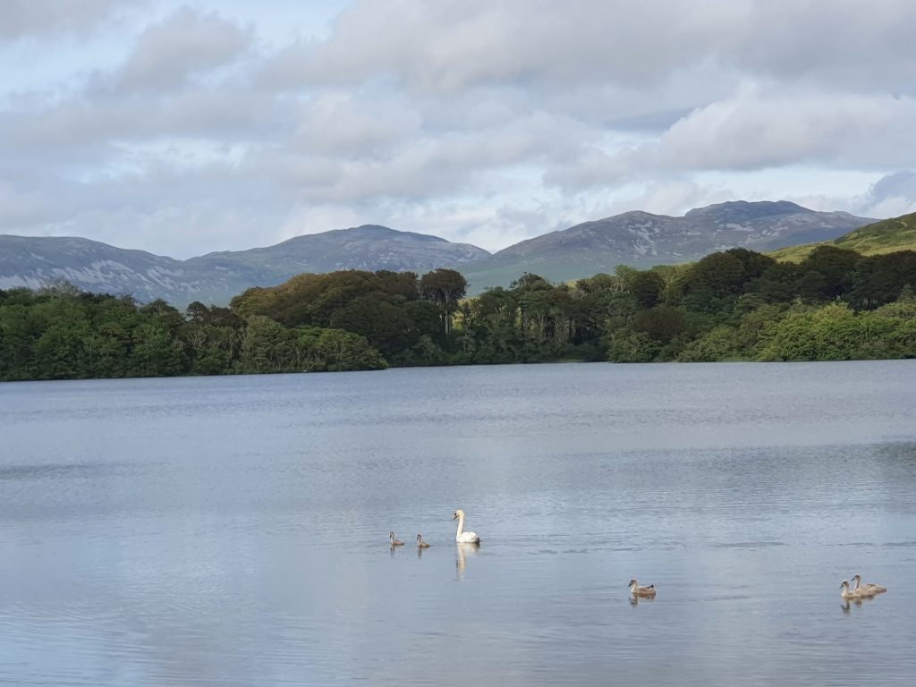 A family of swans swimming in water