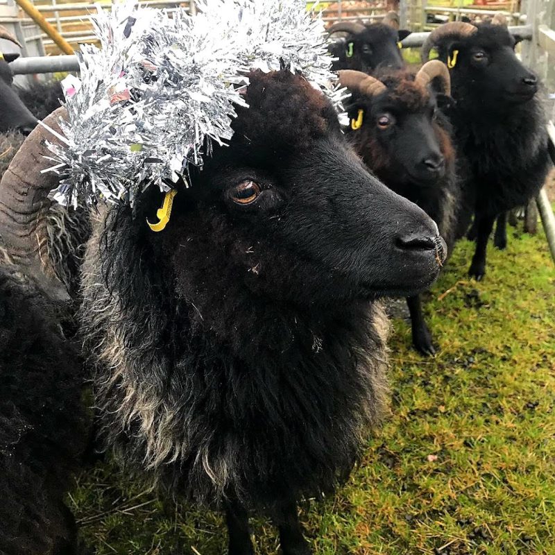 A sheep with tinsel round its neck and on its head standing on grass with other sheep in the background