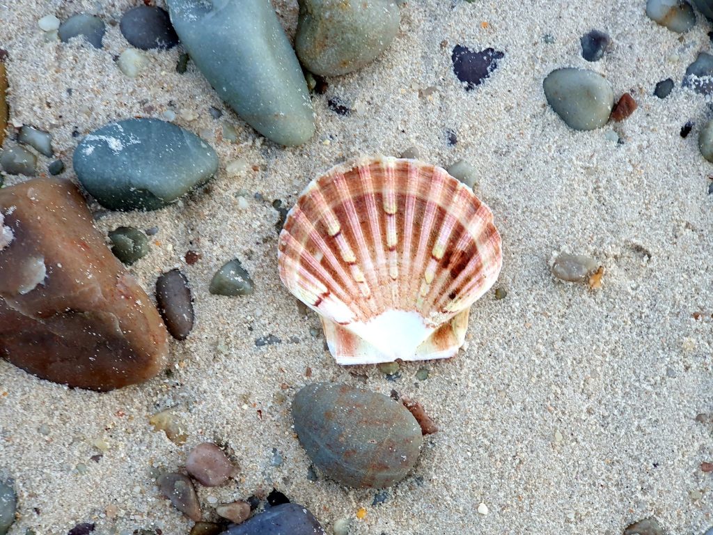 A shell in the sand